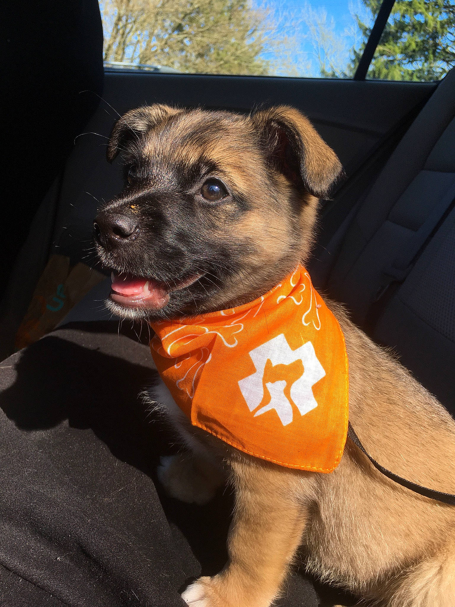 Tater is registered to the contest to win money with this photo: border_terrier, canidae, carnivore, collar, companion_dog, dog, dog_breed, dog_clothes, dog_collar, fawn, mammal, potcake_dog, puppy, rare_breed_dog, snout, whiskers