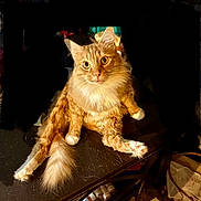 Fluff joined the competition — help win amazing prizes! cat, orange_cat, fluffy, white_paws, white_chest, table, indoor, curious, wide_eyes, sitting, clutter, messy_room, furniture, pet, animal, relaxed, looking_at_camera, long_tail, whiskers, fur
