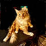 cat, orange_cat, fluffy, white_paws, white_chest, table, indoor, curious, wide_eyes, sitting, clutter, messy_room, furniture, pet, animal, relaxed, looking_at_camera, long_tail, whiskers, fur