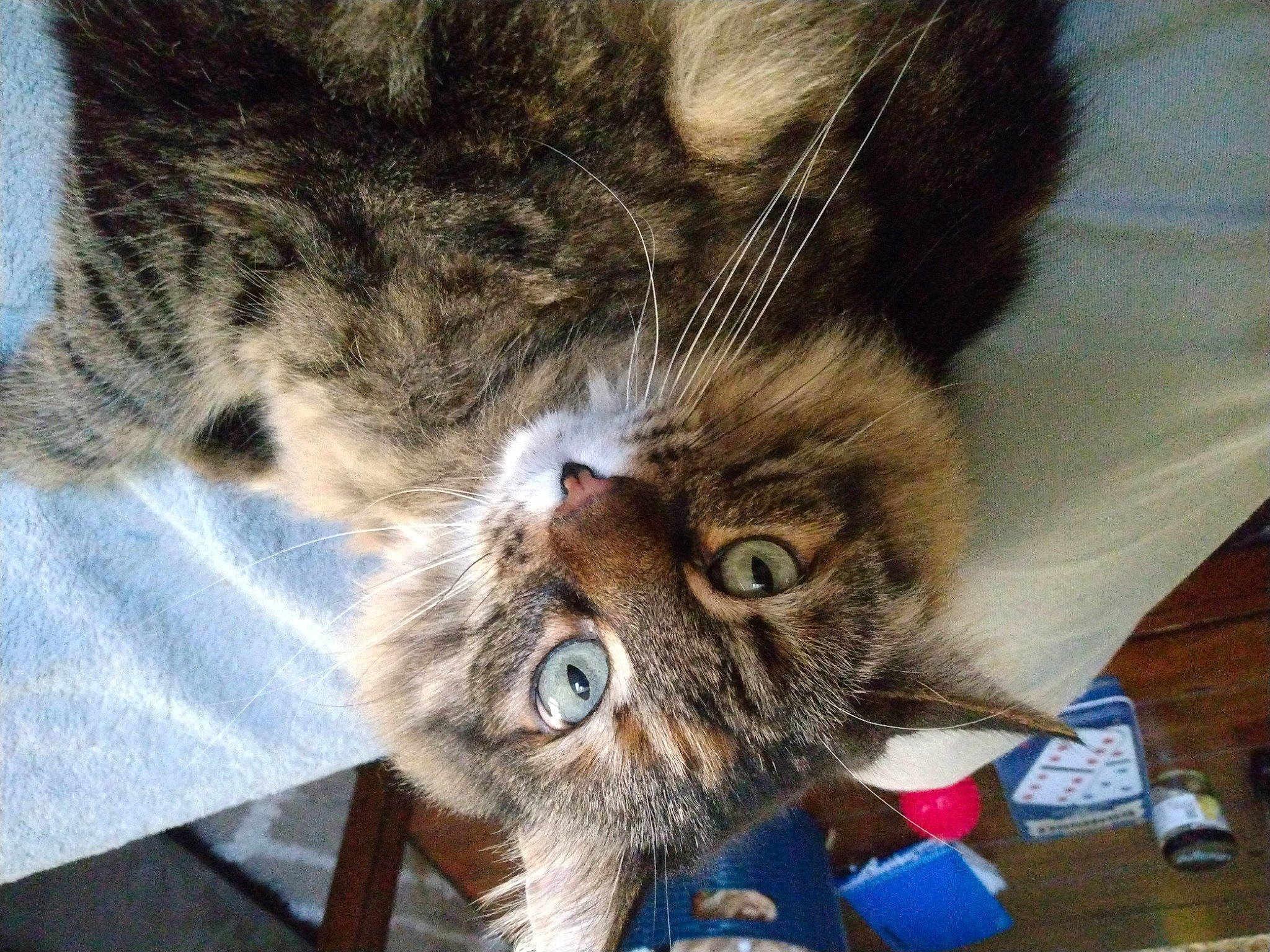 Zelda