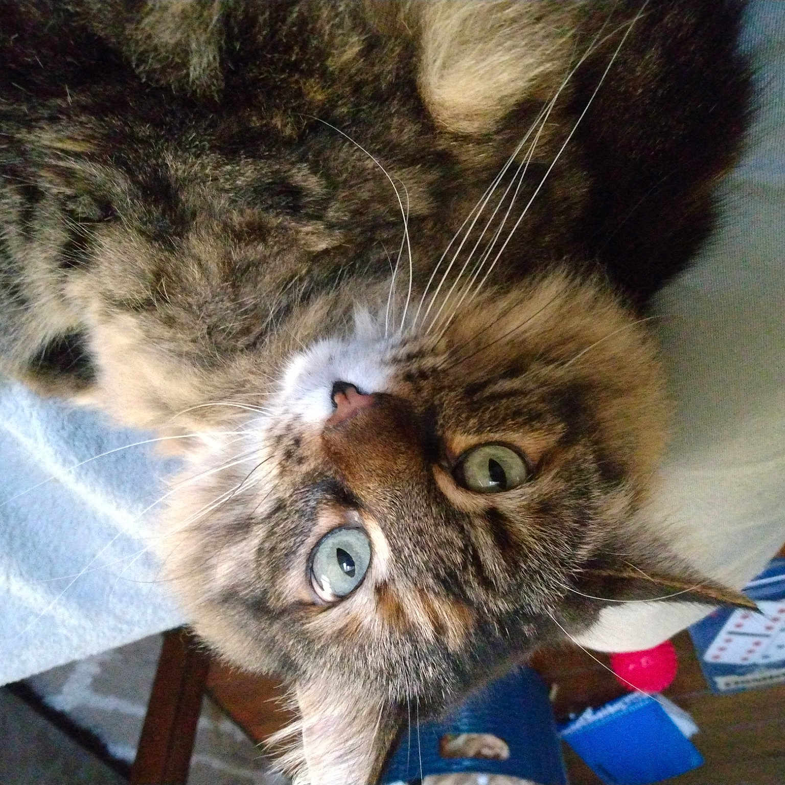 Zelda