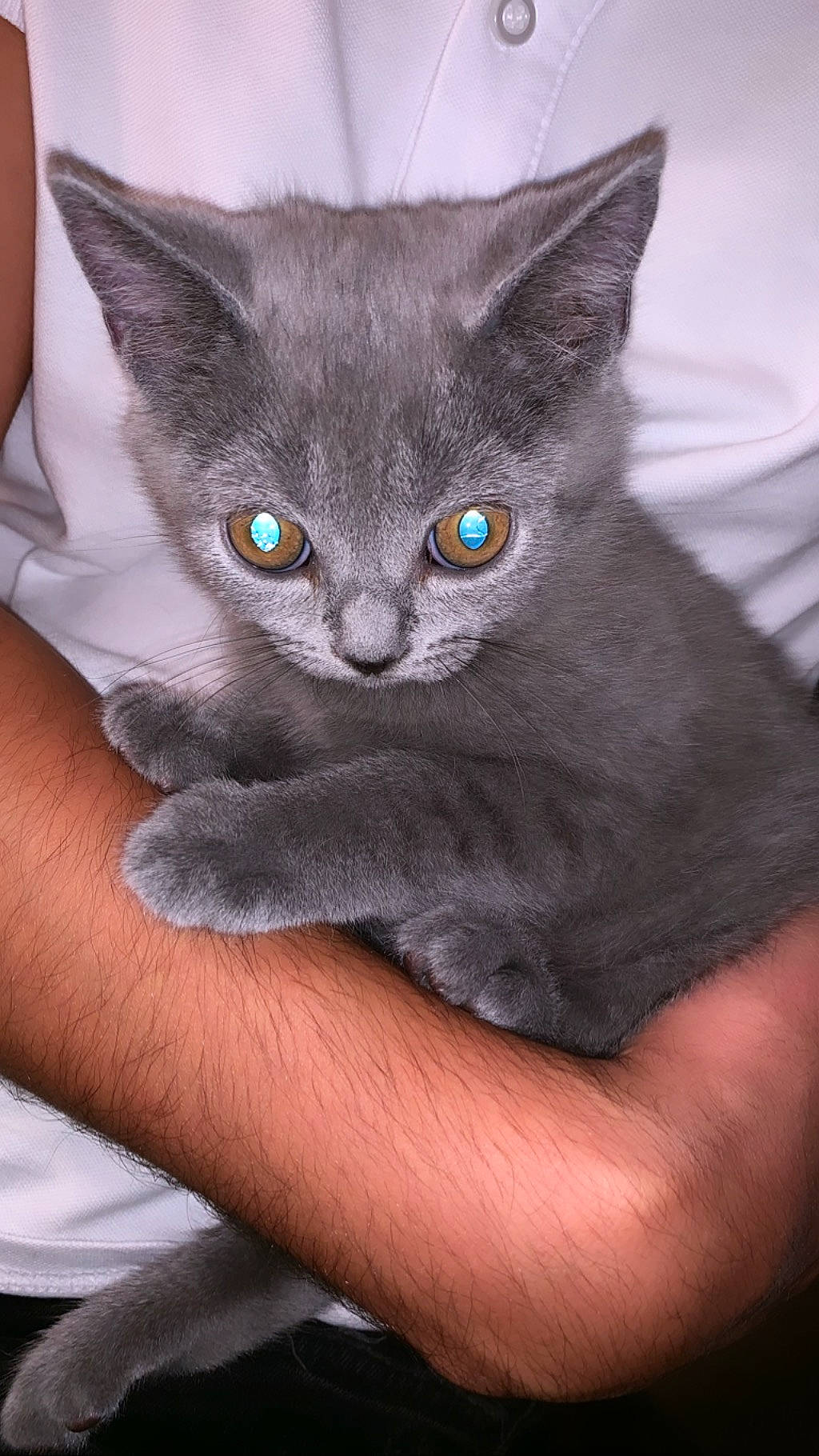 Alex participe au concours pour gagner de l'argent avec cette photo : asian, british_longhair, british_semi_longhair, british_shorthair, carnivore, cat, chartreux, domestic_short_haired_cat, felidae, kitten, korat, mammal, nebelung, russian_blue, small_to_medium_sized_cats, vertebrate, whiskers