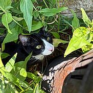 Momo joined the competition — help win amazing prizes! cat, tuxedo_cat, green_leaves, plants, outdoor, nature, sunlight, shadow, curious, pet, animal, whiskers, face, eyes, closeup, rusty_object, stone_wall, hiding, feline, garden