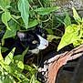 cat, tuxedo_cat, green_leaves, plants, outdoor, nature, sunlight, shadow, curious, pet, animal, whiskers, face, eyes, closeup, rusty_object, stone_wall, hiding, feline, garden