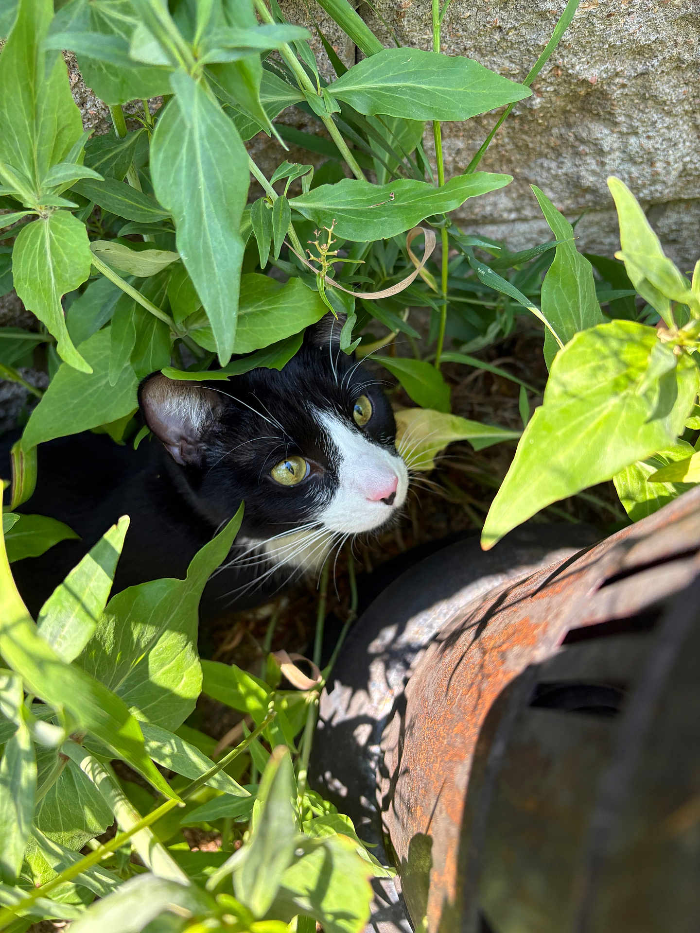 Momo joined the competition — help win amazing prizes! cat, tuxedo_cat, green_leaves, plants, outdoor, nature, sunlight, shadow, curious, pet, animal, whiskers, face, eyes, closeup, rusty_object, stone_wall, hiding, feline, garden