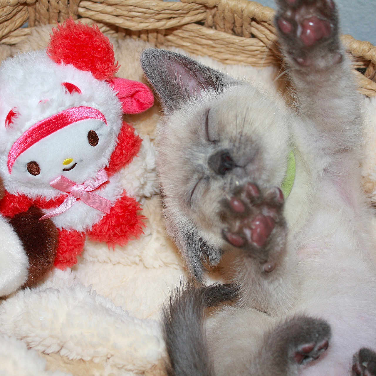 Cinnamon joined the competition — help win amazing prizes! adorable, animal, basket, blanket, cat, cozy, cute, feline, furry, indoor, kitten, paw, pet, plush_toy, resting, sleeping, snuggly, soft, stretching, young