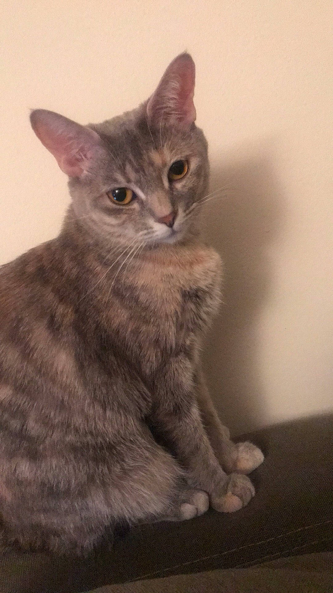 Meowskers joined the competition — help win amazing prizes! carnivore, cat, domestic_short_haired_cat, eye, fawn, felidae, fur, grey, paw, small_to_medium_sized_cats, snout, tail, terrestrial_animal, whiskers, wildlife, window