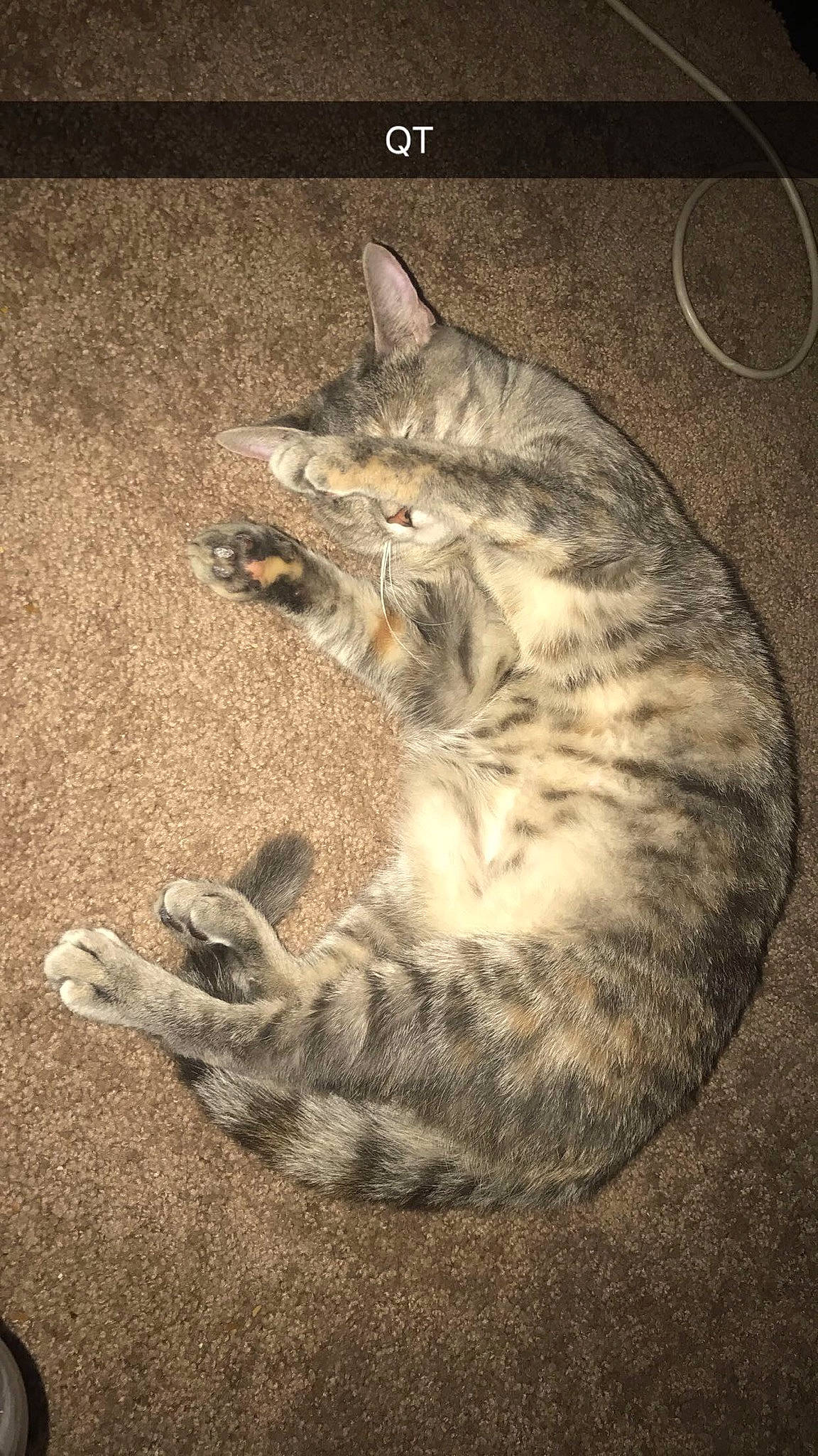 Meowskers joined the competition — help win amazing prizes! carnivore, cat, claw, darkness, domestic_short_haired_cat, felidae, foot, fur, grey, organism, paw, sitting, small_to_medium_sized_cats, snout, tail, terrestrial_animal, toe, whiskers, wildlife, wood