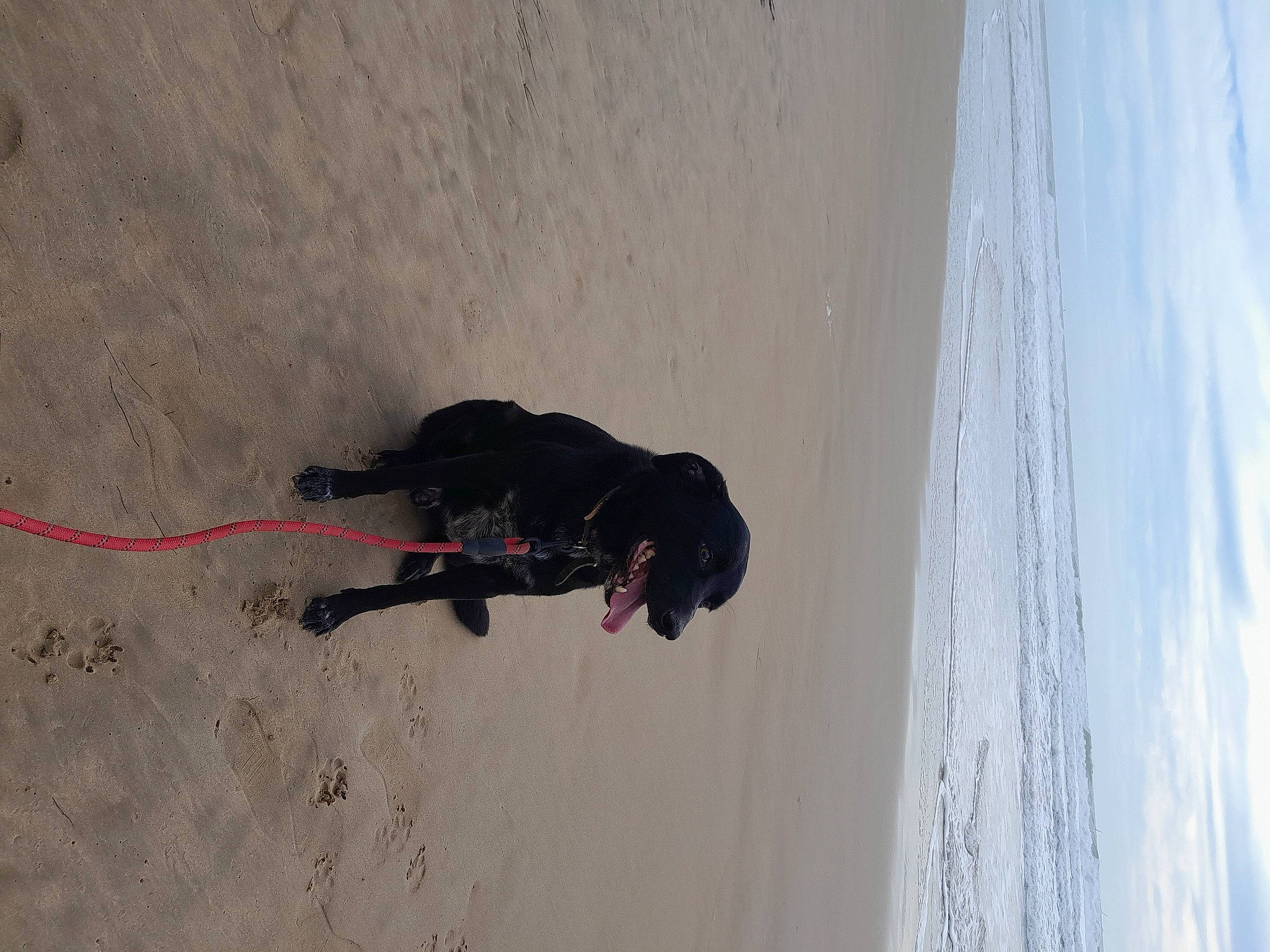 Loustic a rejoint le concours — aidez-le/la à gagner de superbes lots ! beach, canidae, carnivore, cloud, dog, dog_breed, freezing, fun, landscape, leash, recreation, sand, shadow, sky, slope, sporting_group, water, window, winter, wood