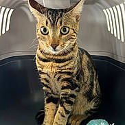 Tifou participe au concours pour gagner de l'argent avec cette photo : cat, tabby, pet_carrier, animal, feline, curious, green_eyes, striped, sitting, indoor, blanket, whiskers, ears, paws, fur, cute, domestic_cat, companion_animal, pet, closeup