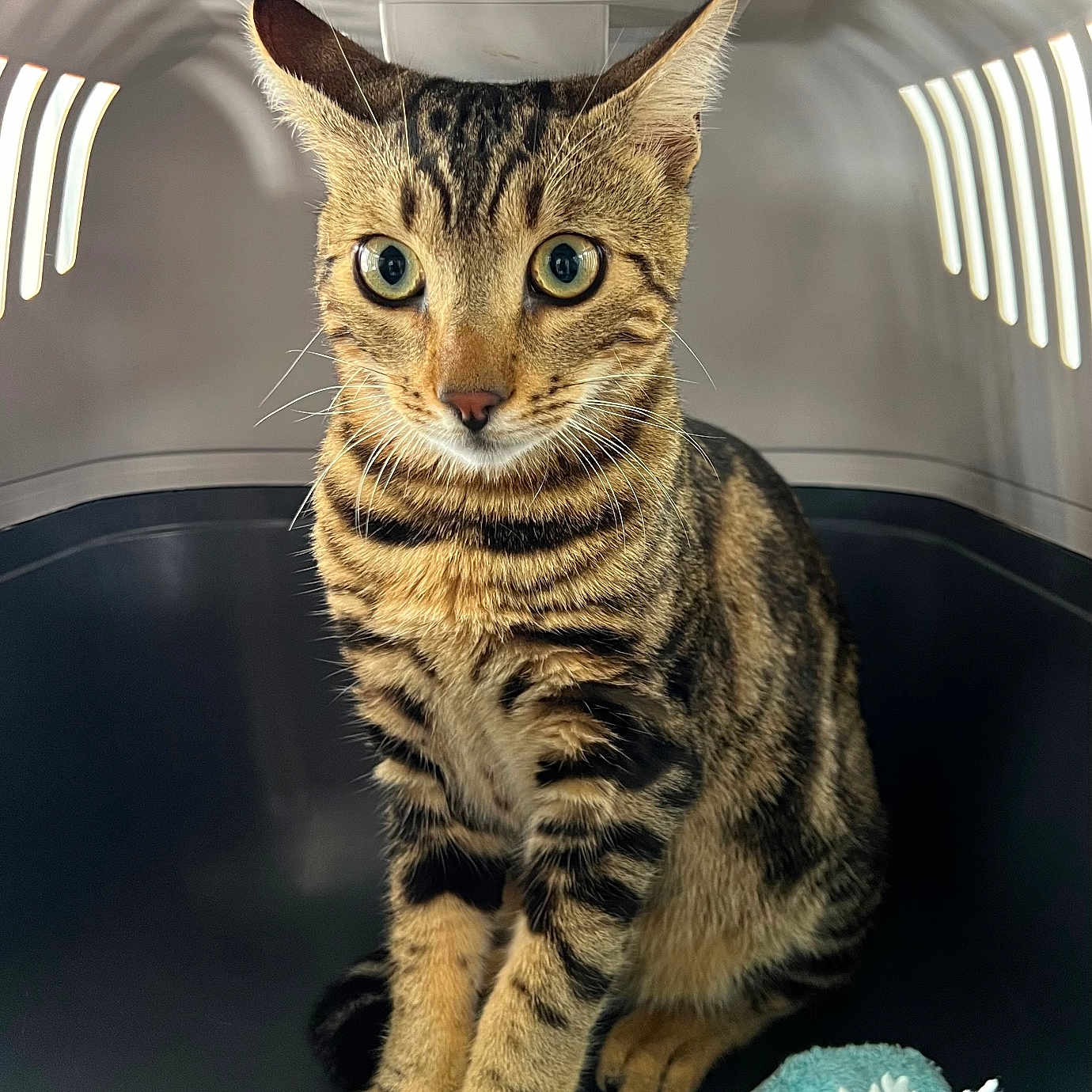 Tifou participe au concours pour gagner de l'argent avec cette photo : animal, blanket, cat, closeup, companion_animal, curious, cute, domestic_cat, ears, feline, fur, green_eyes, indoor, paws, pet, pet_carrier, sitting, striped, tabby, whiskers