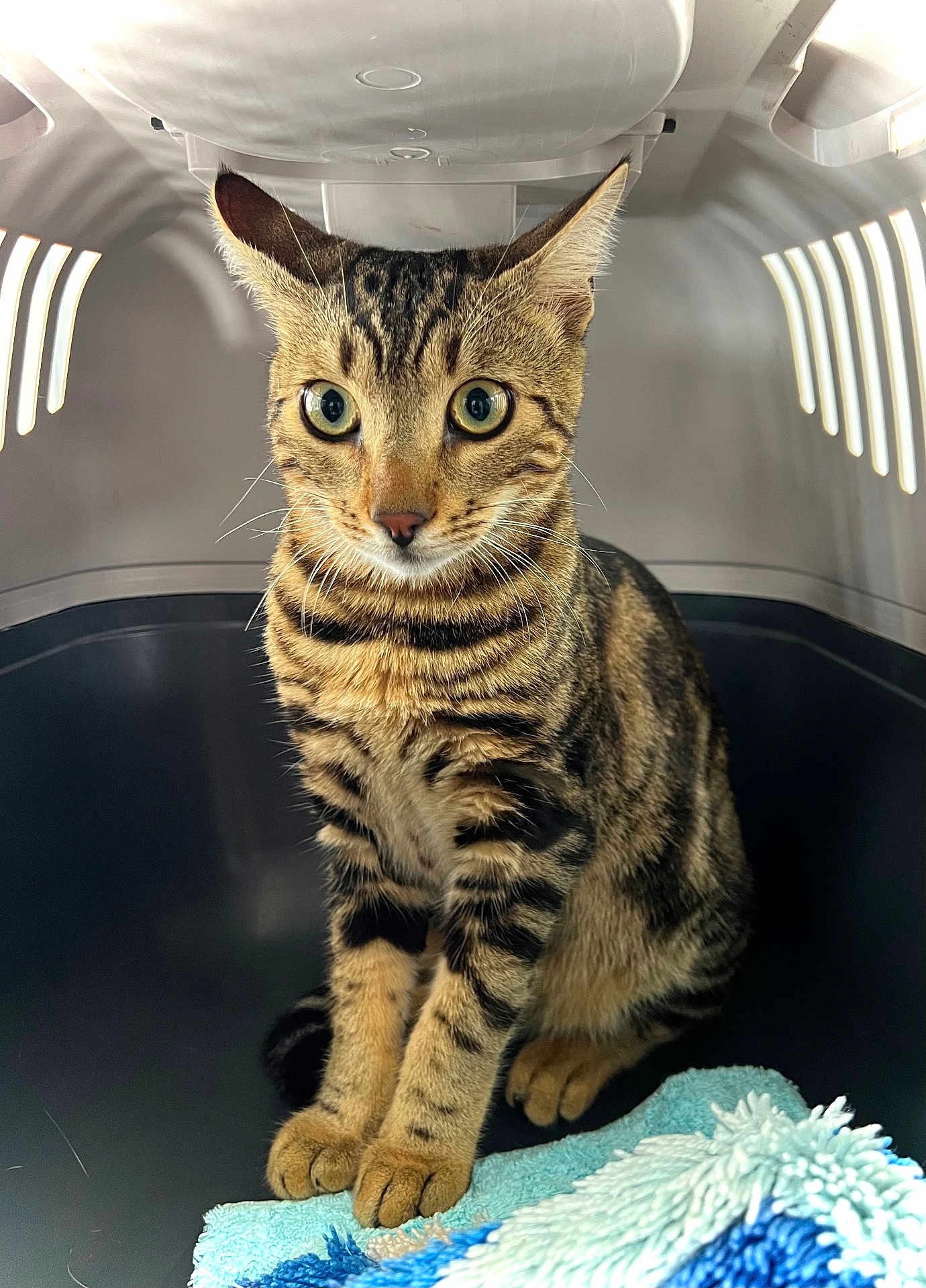 Tifou participe au concours pour gagner de l'argent avec cette photo : cat, tabby, pet_carrier, animal, feline, curious, green_eyes, striped, sitting, indoor, blanket, whiskers, ears, paws, fur, cute, domestic_cat, companion_animal, pet, closeup