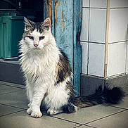 Mimine participe au concours pour gagner de l'argent avec cette photo : cat, feline, animal, pet, white, tabby, fluffy, sitting, floor, tiles, door, wood, blue, wall, indoor, looking, fur, tail, ears, whiskers