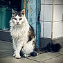 cat, feline, animal, pet, white, tabby, fluffy, sitting, floor, tiles, door, wood, blue, wall, indoor, looking, fur, tail, ears, whiskers