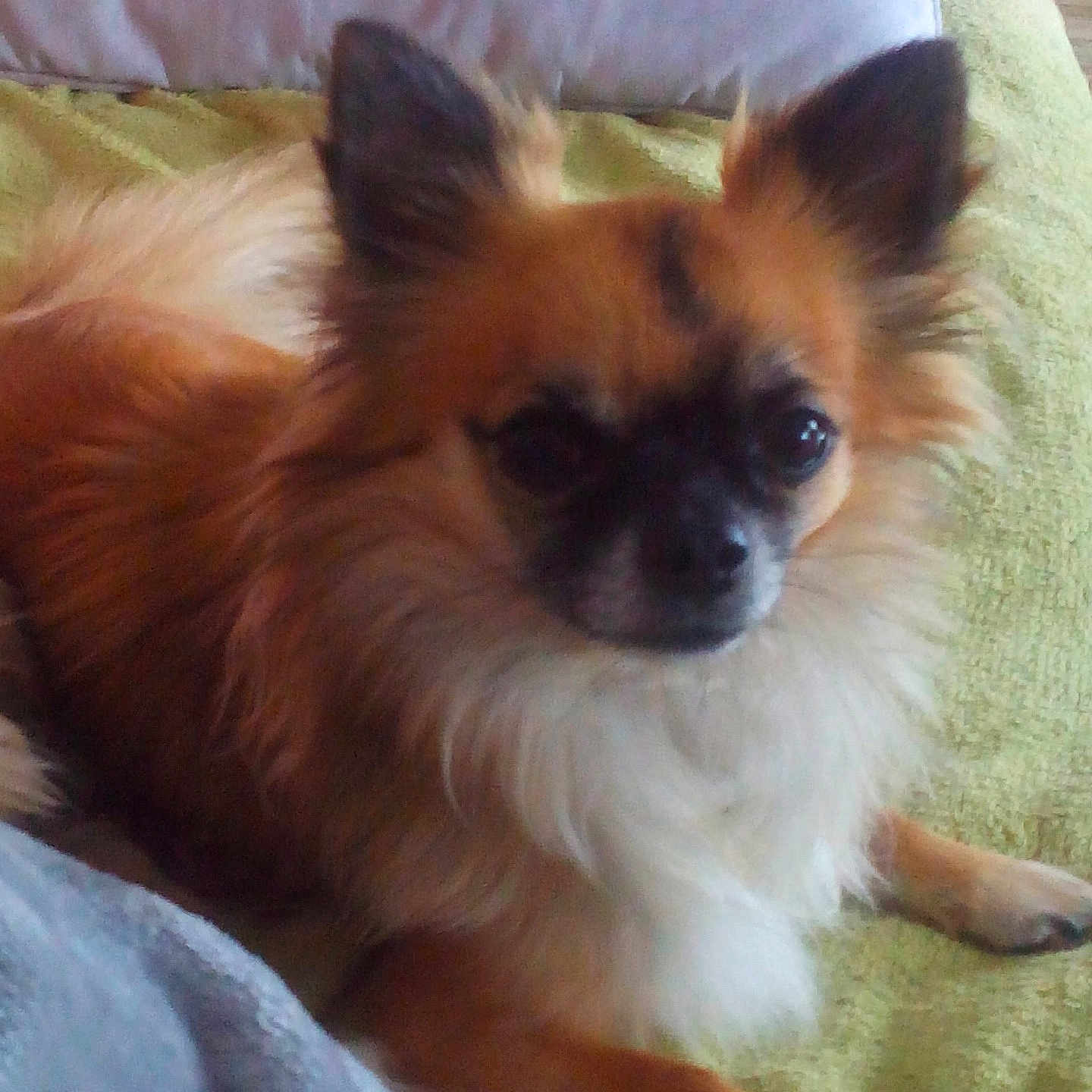 Jango participe au concours pour gagner de l'argent avec cette photo : affenpinscher, animal, canine, chihuahua, cockerspaniel, cushion, dog, eskimodog, homedecor, papillon, pet, puppy