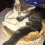 Leïka participe au concours pour gagner de l'argent avec cette photo : animal, basket, cat, cozy, cute, domestic, ears, feline, fur, gray, indoor, kitten, pet, relaxed, remote_control, screen, table, tail, television, white