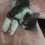 adorable, animal, blanket, cat, cozy, cute, domestic_cat, feline, fur, indoor, kitten, nap, paws, pet, pink, resting, sleeping, soft, whiskers, young