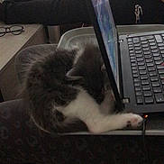 Leïka a rejoint le concours — aidez-le/la à gagner de superbes lots ! cat, computer, cord, cozy, glasses, hands, indoor, keyboard, kitten, laptop, legs, mouse, multitasking, pants, person, resting, sleeping, table, technology, work