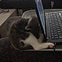 cat, computer, cord, cozy, glasses, hands, indoor, keyboard, kitten, laptop, legs, mouse, multitasking, pants, person, resting, sleeping, table, technology, work