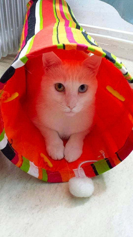 Loulou participe au concours pour gagner de l'argent avec cette photo : carmine, carnivore, cat, cat_bed, cat_supply, comfort, fashion_accessory, fawn, felidae, fur, holiday, magenta, orange, pattern, peach, small_to_medium_sized_cats, snout, tail, whiskers, wool