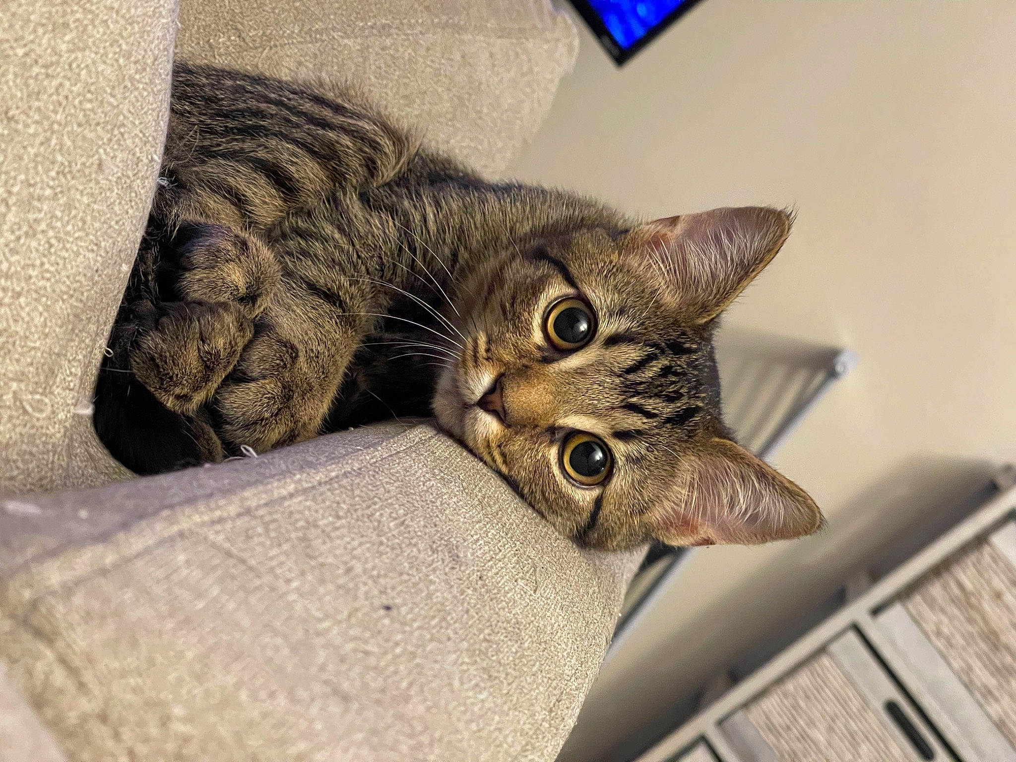 Boo-boo is registered to the contest to win money with this photo: art, carnivore, cat, claw, comfort, domestic_short_haired_cat, eye, felidae, fur, metal, paw, small_to_medium_sized_cats, tail, terrestrial_animal, whiskers, wildlife, window