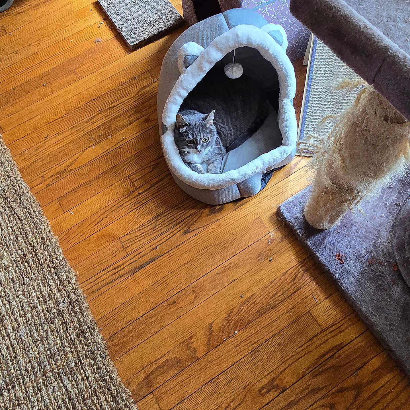 Katrina is registered to the contest to win money with this photo: animal, architecture, basket, bed, building, canine, cat, couch, dog, furniture, hardwood, homedecor, indoors, interiordesign, kitten, livingroom, person, pet, room, wood