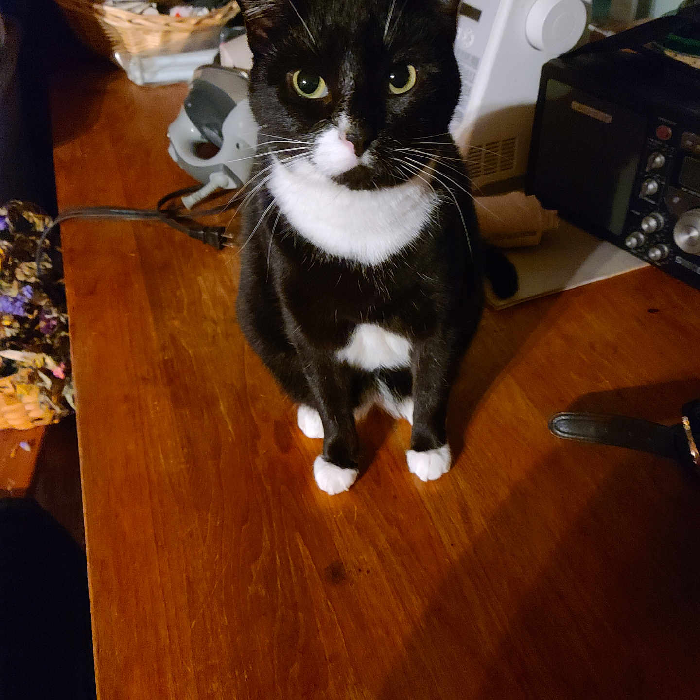 Lucy joined the competition — help win amazing prizes! abyssinian, animal, blackcat, cat, desk, device, diningtable, electricaldevice, electronics, furniture, hardwood, indoors, machine, manx, pet, plywood, shelf, stainedwood, table, wood