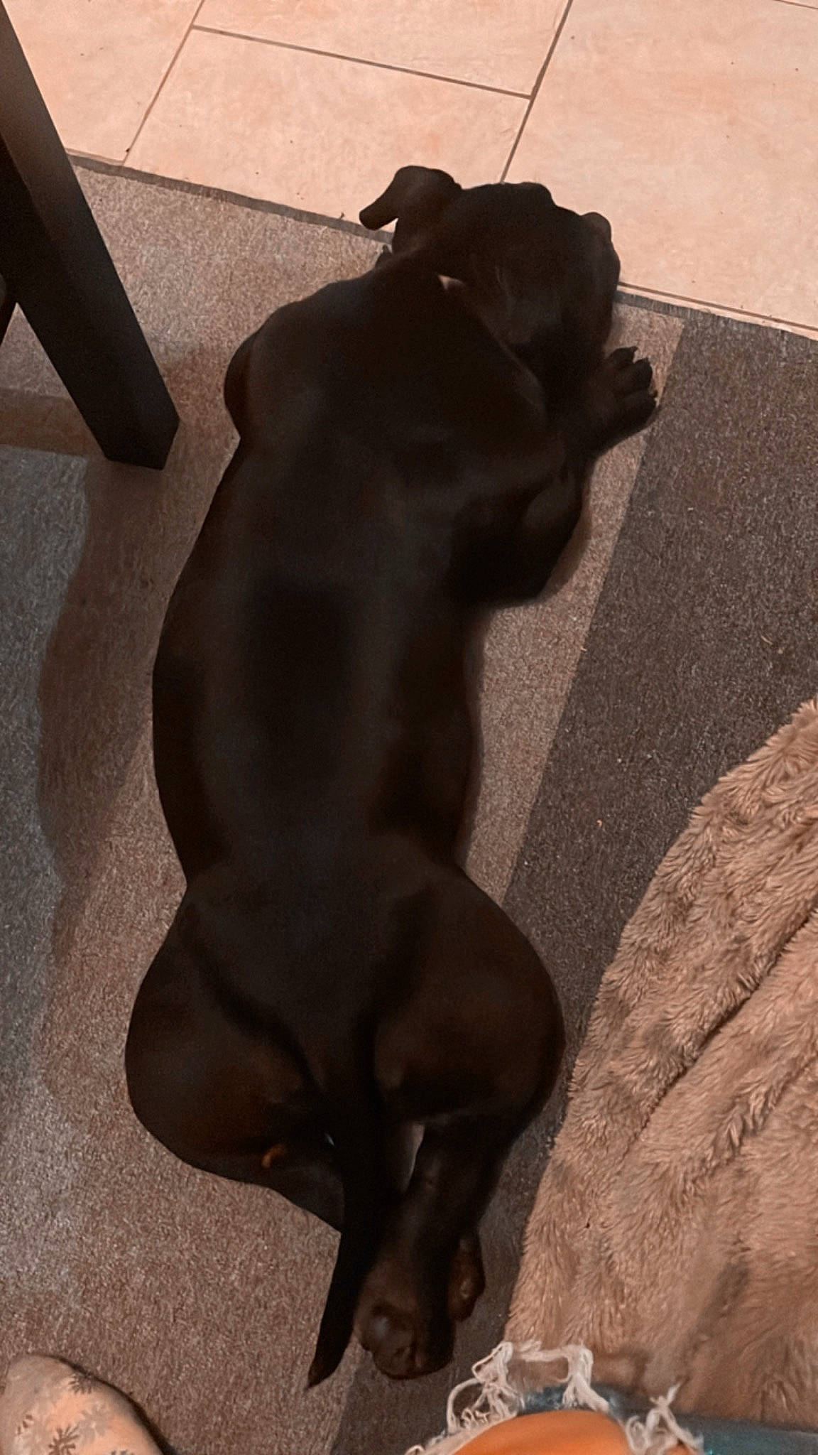 Sancho a rejoint le concours — aidez-le/la à gagner de superbes lots ! art, brown, carnivore, comfort, companion_dog, dog, dog_breed, fawn, flooring, fur, human_leg, liver, shadow, snout, sporting_group, tail, terrestrial_animal, tints_and_shades, wood, working_animal