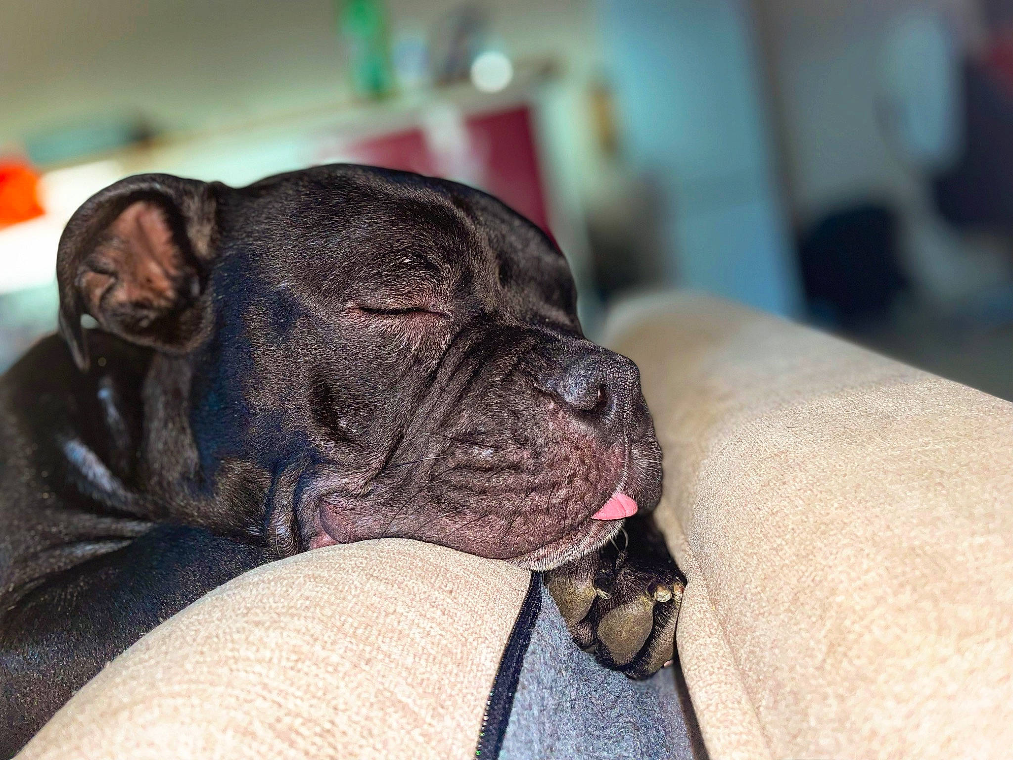 Sancho a rejoint le concours — aidez-le/la à gagner de superbes lots ! bored, boxer, canidae, carnivore, collar, comfort, companion_dog, dog, dog_breed, ear, fawn, fur, jaw, liver, snout, sporting_group, terrestrial_animal, whiskers, working_animal, wrinkle