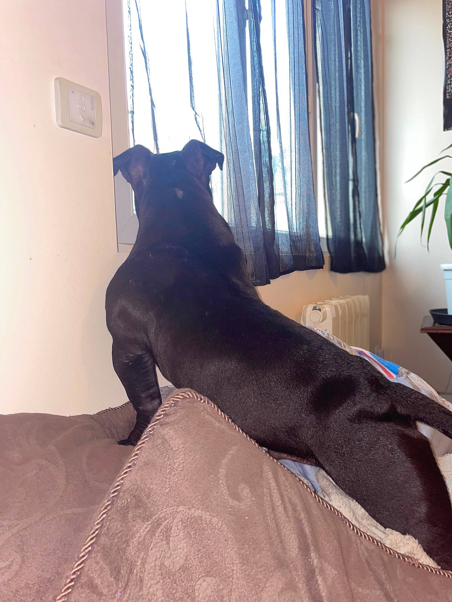 Sancho a rejoint le concours — aidez-le/la à gagner de superbes lots ! carnivore, comfort, companion_dog, curtain, dog, dog_breed, fawn, felidae, floor, flooring, flowerpot, grey, hardwood, houseplant, plant, snout, tail, window, window_treatment, wood