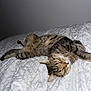 Cooky participe au concours pour gagner de l'argent avec cette photo : cat, tabby_cat, sleeping, resting, pet, feline, animal, bed, blanket, white_blanket, indoor, cozy, relaxed, fur, whiskers, ears, paw, peaceful, domestic_cat, cute