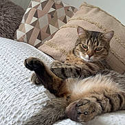 Cooky participe au concours pour gagner de l'argent avec cette photo : animal, blanket, cat, comfort, cozy, cute, cute_pet, domestic, feline, fur, home, indoor, mammal, pet, pillow, relaxed, resting, sleepy, tabby, whiskers