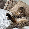 animal, blanket, cat, comfort, cozy, cute, cute_pet, domestic, feline, fur, home, indoor, mammal, pet, pillow, relaxed, resting, sleepy, tabby, whiskers