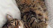 Cooky participe au concours pour gagner de l'argent avec cette photo : animal, bed, cat, cozy, cute, domestic_cat, feline, fluffy, fur, indoor, lying_down, paws, pet, relaxed, resting, sleepy, striped, tabby, whiskers, white_bed