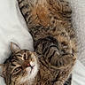 animal, bed, cat, cozy, cute, domestic_cat, feline, fluffy, fur, indoor, lying_down, paws, pet, relaxed, resting, sleepy, striped, tabby, whiskers, white_bed