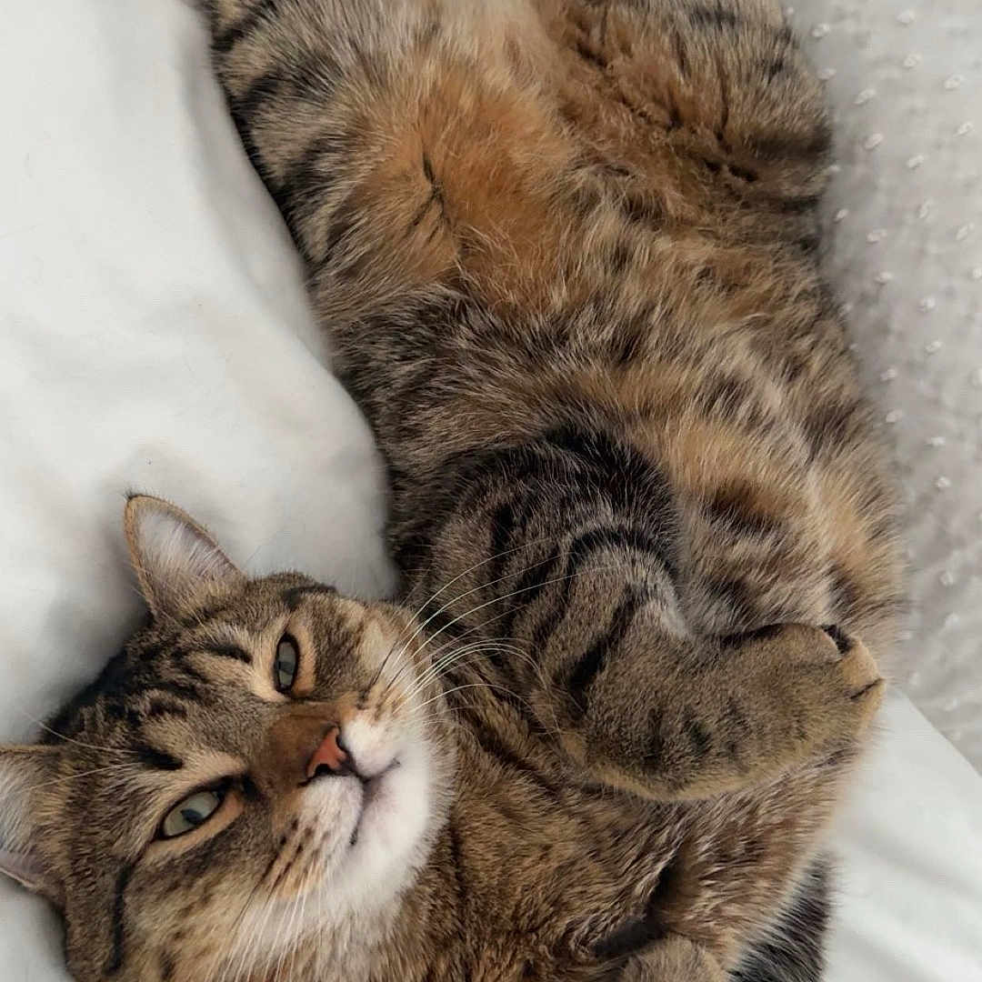 Cooky participe au concours pour gagner de l'argent avec cette photo : animal, bed, cat, cozy, cute, domestic_cat, feline, fluffy, fur, indoor, lying_down, paws, pet, relaxed, resting, sleepy, striped, tabby, whiskers, white_bed