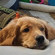 Cooper joined the competition — help win amazing prizes! animal, brown_fur, carpet, close_up, cute, dog, domestic_animal, ears, face, golden_retriever, indoor, lying_down, name_tag, nose, pet, puppy, resting, soft_surface, toy, vest
