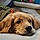 Cooper