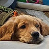 animal, brown_fur, carpet, close_up, cute, dog, domestic_animal, ears, face, golden_retriever, indoor, lying_down, name_tag, nose, pet, puppy, resting, soft_surface, toy, vest