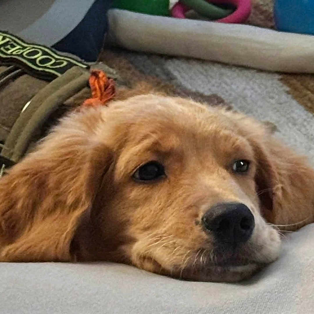 Cooper