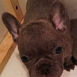 Puppy