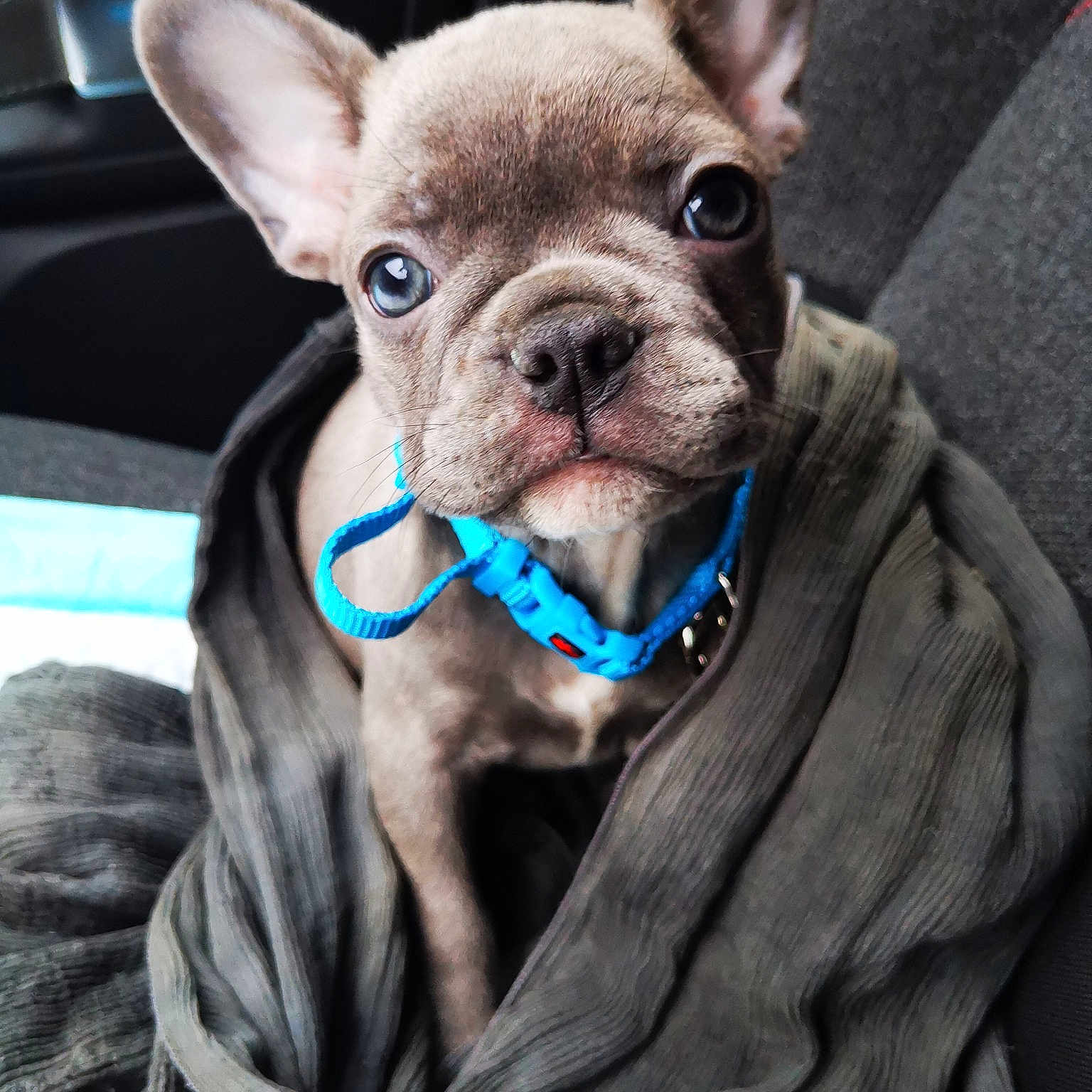 Puppy