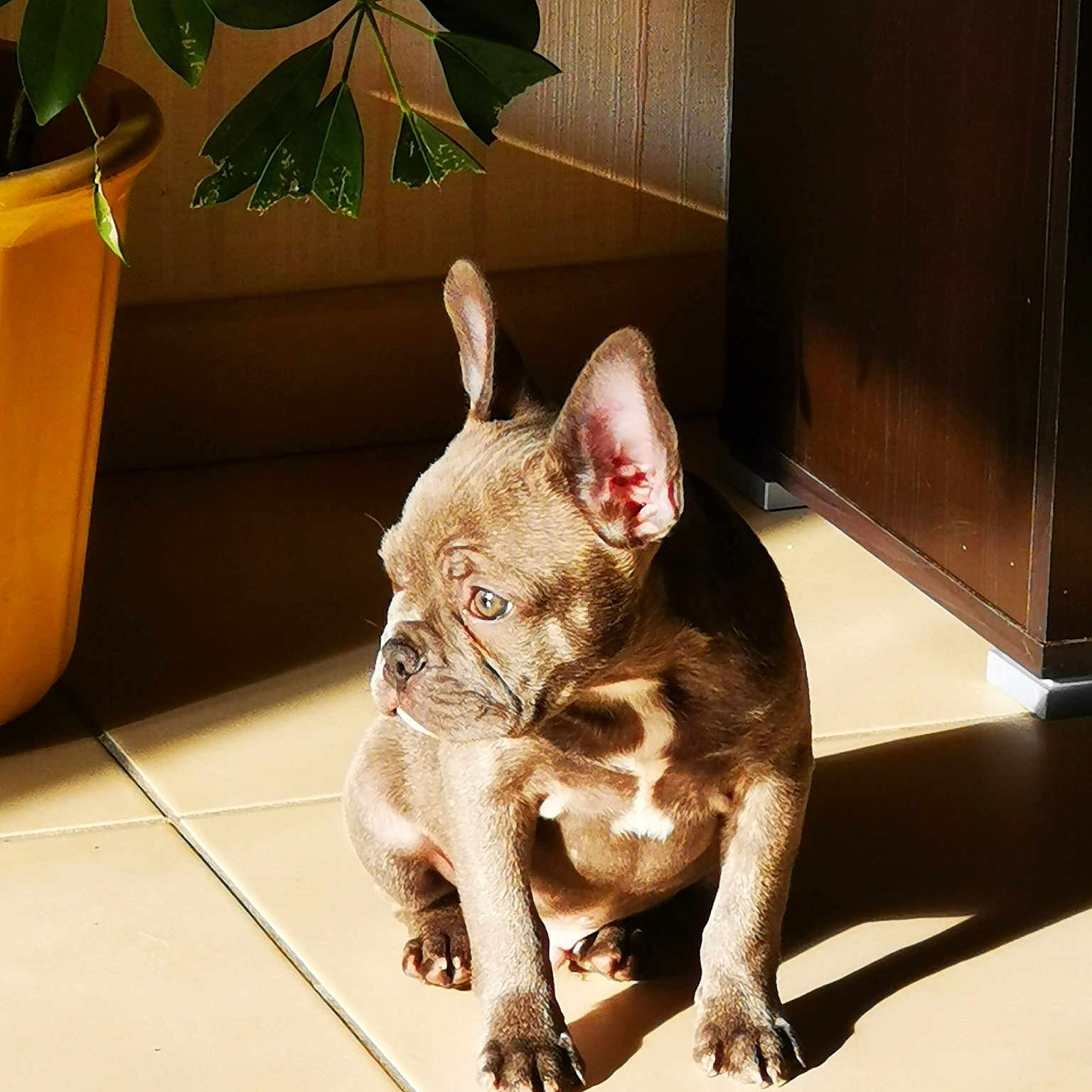 Puppy