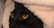 Nera joined the competition — help win amazing prizes! animal, black_cat, blanket, cat, close_up, comfort, cozy, cute, face, feline, fur, hidden, indoor, pet, resting, sleepy, soft_texture, warm, wrapped, yellow_eyes