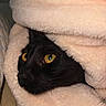animal, black_cat, blanket, cat, close_up, comfort, cozy, cute, face, feline, fur, hidden, indoor, pet, resting, sleepy, soft_texture, warm, wrapped, yellow_eyes