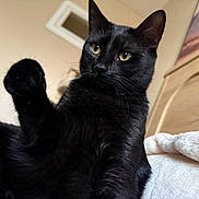 Nera is registered to the contest to win money with this photo: animal, bedroom, black_cat, blanket, cat, close_up, curious, cute, domestic_animal, fur, furniture, indoor, mammal, paw, pet, relaxed, resting, whiskers, wood, yellow_eyes