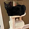 Nera joined the competition — help win amazing prizes! alert, animal, black_cat, brown_wall, cat, cat_tree, cozy, cute, feline, floor, fur, home, indoor, perched, pet, play_toy, plush, vertical, wide_eyes, wood_floor