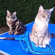 Lipton a rejoint le concours — aidez-le/la à gagner de superbes lots !