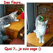 Ixelle de l\'Escaut a rejoint le concours — aidez-le/la à gagner de superbes lots !