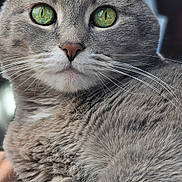 Sabra joined the competition — help win amazing prizes! animal, cat, close_up, cute, detail, domestic_cat, face, feline, fur, gray_cat, green_eyes, indoor, looking, mammal, pet, portrait, relaxed, resting, soft_texture, whiskers